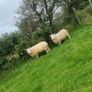 3 Age Rams (2x Cheviot + 1 Mountain Blackface Image 6