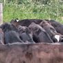 22 Angus Heifers Image 6