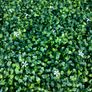50X50 cm plastic plants Image 4