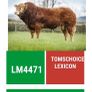 Top Quality Pedigree Registered Limousin Bulls Image 10
