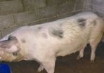Cull sows