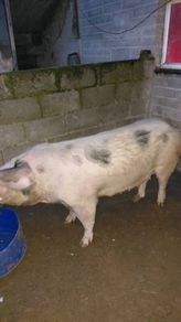 Cull sows