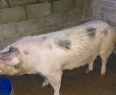 Cull sows