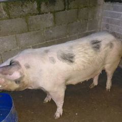Cull sows