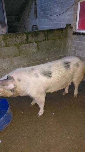 Cull sows