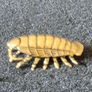 3 brass Insects, Solid brass. Image 8
