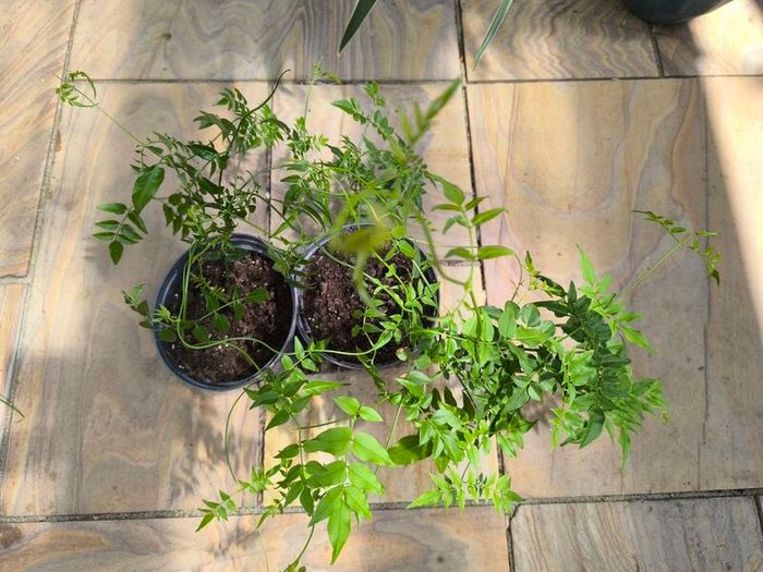 garden plants