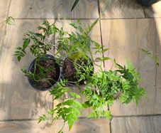 garden plants