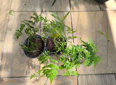 garden plants