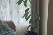 Large Healthy Avocado Plant 140cm Tall - Indoor Plant with Pot - Waterford