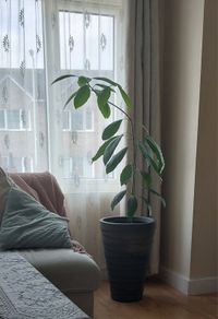 Large Healthy Avocado Plant 140cm Tall - Indoor Plant with Pot - Waterford