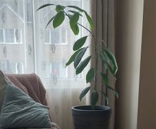 Large Healthy Avocado Plant 140cm Tall - Indoor Plant with Pot - Waterford