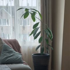 Large Healthy Avocado Plant 140cm Tall - Indoor Plant with Pot - Waterford