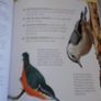 birds book Image 3