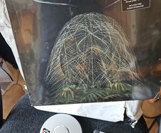 Sleep Thieves You Want the Night Vinyl