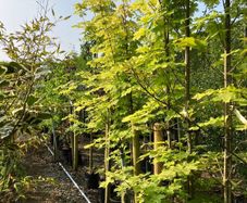Trees and hedging