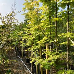 Trees and hedging