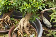 Pomegranate bonsai rare