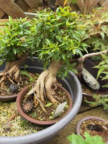 Pomegranate bonsai rare