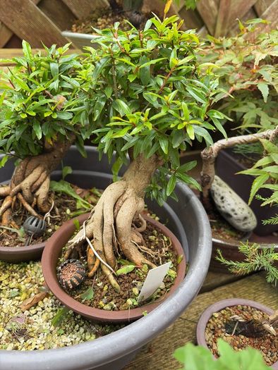 Pomegranate bonsai rare