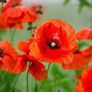 Poppy Seeds Image 3