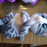 TY teddies collection Image 4