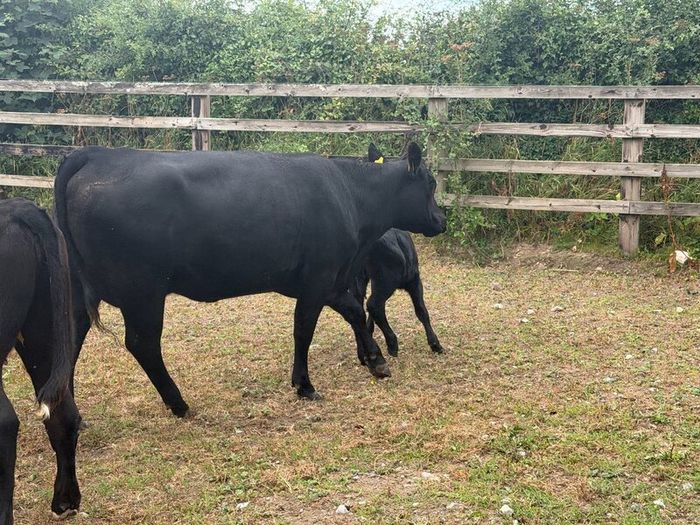 Five Star Organic AA Heifer with calf