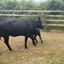 Five Star Organic AA Heifer with calf Image 4