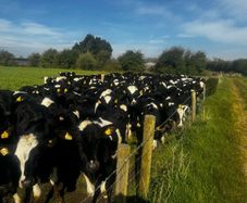 50 Maiden heifers