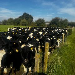 50 Maiden heifers