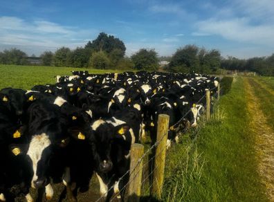 50 Maiden heifers