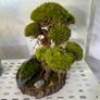 Bonsai Tree with natural moss 30x40cm Image 3