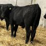 25 Top Quality Angus Bulls Image 10