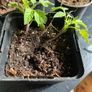 plants Image 6
