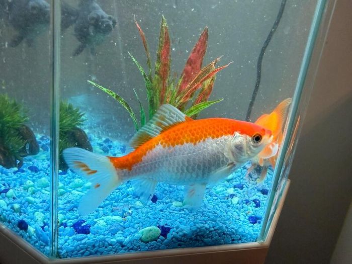 CIANO Aqua 30 Aquarium + Cartridges + Goldfish