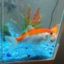 CIANO Aqua 30 Aquarium + Cartridges + Goldfish Image 8