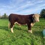 Hereford Bull Image 2