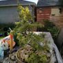 Bonsai Tree Image 4