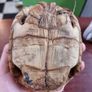 Antique turtle shell Image 5