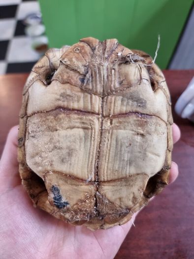 Antique turtle shell