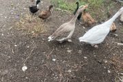Beautiful pair of geese
