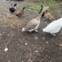 Beautiful pair of geese