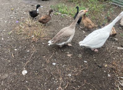 Beautiful pair of geese