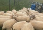 Super batch ewe hoggets for sale