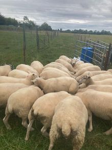 Super batch ewe hoggets for sale