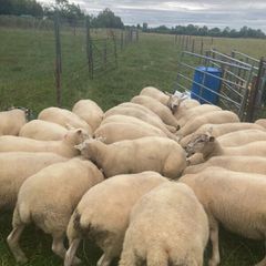 Super batch ewe hoggets for sale