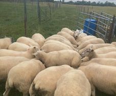 Super batch ewe hoggets for sale