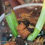 No.80 Monstera Albo baby Image 9
