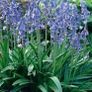 Woodland Bluebells Image 4