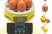 Mini Egg Incubator for 7 Eggs  Ready for Collection